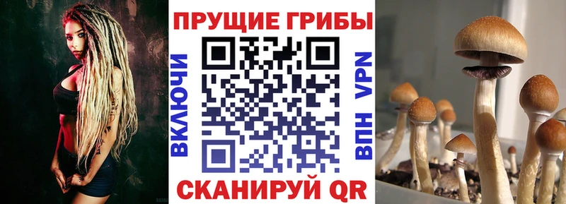 где купить наркотик  Выкса  Псилоцибиновые грибы MAGIC MUSHROOMS 
